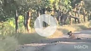 समुद्रपूर: गिरड परीसरात दहशत निर्माण करणाऱ्या वाघीण व तिच्या तिन पिल्यांचे नागरीकांना झाले दर्शन