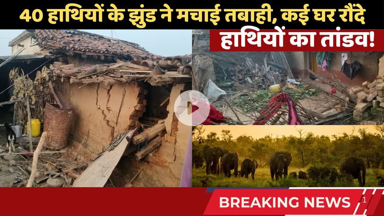 सोनो न्यूज़: 40 हाथियों के झुंड ने मचाई तबाही, कई घर रौंदे हाथियों का तांडव! #trending #sononews