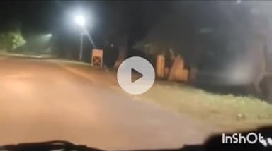 धामपुर: कालागढ क्षेत्र में पुरानी कॉलोनी से मंदिर जाने वाले रास्ते पर कार सवारों को दिखाई दिया बाघ