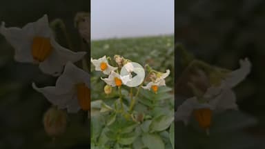 ये कौन सा फूल है ? Which flower is this? #new #flowers #shorts #video