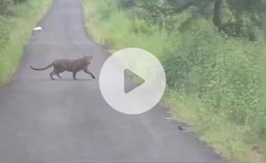 बलरामपुर: बनकटवा रेंज के लैबुडवा में सड़क पर तेंदुआ दिखने से ग्रामीणों में दहशत, कैमरे में तस्वीर कैद कर वन विभाग को दी सूचना