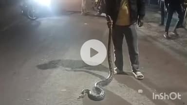 धरमपुरी: रामपुरा फाटे पर घूम रहे खतरनाक अजगर को सर्प मित्र ने बचाया, कई बार किया हमला करने का प्रयास