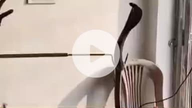 लाडपुरा: मुकन्दरा विहार आवासीय योजना के एक मकान में 5 फीट लंबा कोबरा सांप घुसने से परिवार में दहशत, किया गया रेस्क्यू