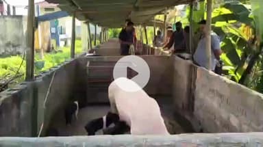 ছিপাঝাৰ: ছিপাঝাৰত আফ্ৰিকান ছোৱাইন ফিভাৰৰ প্ৰাদূৰ্ভাৱ,গাহৰি নিধন