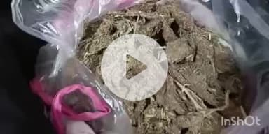 फतुहा: फतुहा पुलिस ने 800 ग्राम गांजे के साथ दो किशोरों को पकड़ा