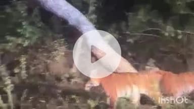 समुद्रपूर: खुर्सापार परीसरात वाघिणीच्या त्या तिन्ही पिल्यांचे झाडावर चढून खेळण्याचे अनेकांनी पाहिले दृश्य:सर्वत्र चर्चा