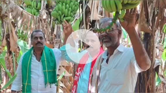 రాప్తాడు: బద్దలాపురంలో రైతు గోపాల్ అరటి తోటను పరిశీలించి రైతులను ఆదుకోవాలని  ఎమ్మార్వో కు వినిత పత్రం ఇచ్చిన రైతు సంఘం నేతలు.