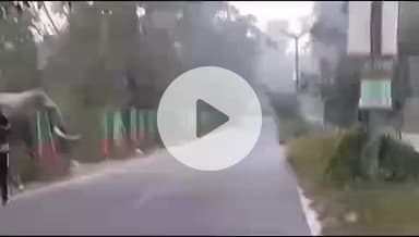 ऋषिकेश: IDPL क्षेत्र में एक दांत वाला हाथी घुसा, वन विभाग मौके पर गश्त कर रहा है