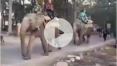 हरिद्वार: राजाजी टाइगर रिजर्व की चीला रेंज में शुरू हुई एलीफेंट सफारी, राधा और रंगीली नाम की हथिनियों की सवारी कर खिले चेहरे