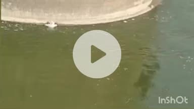 धौलपुर: चंबल नदी में कूदा बुजुर्ग, फिर चिल्लाने लगा 'हे राम! हे राम! बचा ले', मध्यप्रदेश की वन विभाग टीम ने किया रेस्क्यू