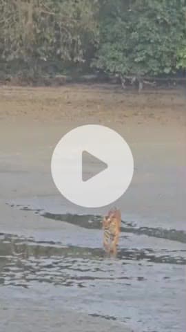 बीसलपुर: कलीनगर इलाके में सूखी पड़ी नहर में घूमता नजर आया टाइगर, वन विभाग की टीम निगरानी में जुटी