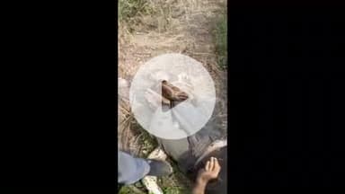 लाडपुरा: कोटा थर्मल पावर प्लांट के जंगल में एक व्यक्ति के पांव में अजगर सांप ने किया हमला, अस्पताल में भर्ती, उपचार जारी