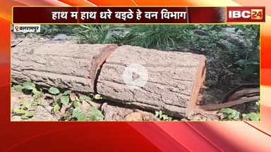Balrampur म वन माफिया के हौसला बुलंद। बड़े-बड़े मसीन ले काटत हे सागौन के विसाल पेड़