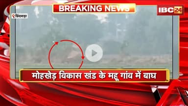 Chhindwara Tiger News: बाघ के मूवमेंट से लोगों में दहशत। लगातार खेत में दिख रहा बाघ