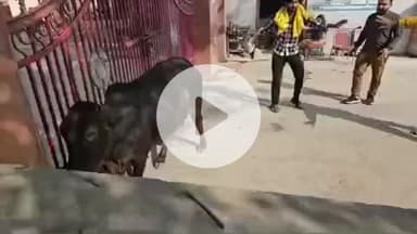 रोहतक: सड़कों पर घूमते गोवंश को गौ रक्षक दल ने कब्जे में लिया, नगर निगम पर मिलीभगत का आरोप