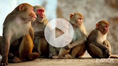 बारां: बारां शहर के चौमुखा बाजार क्षेत्र में लाल मुंह के बंदरों का आतंक, अब तक कई लोगों को किया घायल