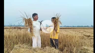 लोहरदगा: लोहरदगा में अगले चार दिनों में बारिश का अलर्ट, जिला प्रशासन ने किसानों से धान सुरक्षित करने की अपील की