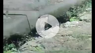 हरिद्वार: भेल क्षेत्र में शिकार की तलाश में घात लगाकर बैठे गुलदार का कार सवारों से हुआ सामना, वीडियो हुआ वायरल