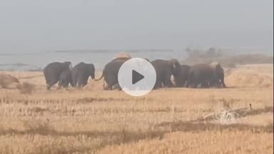 लोहरदगा: गुमला-लोहरदगा सीमा से आगे बढ़कर 18 हाथियों का झुंड अब लोहरदगा जिले में घुसा