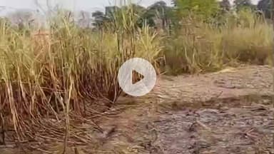 खड्डा: पकडिहवा में पराली ने भड़काई भीषण आग, डेढ़ एकड़ गन्ना की फसल जलकर खाक, प्रशासन से कार्रवाई की मांग तेज