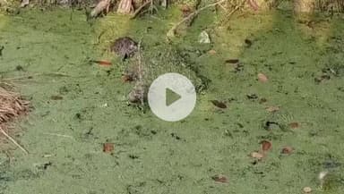 कानपुर: सचेण्डी में नाले में 6 दिन पहले लापता युवक का शव मिला, परिजनों ने हत्या का लगाया आरोप