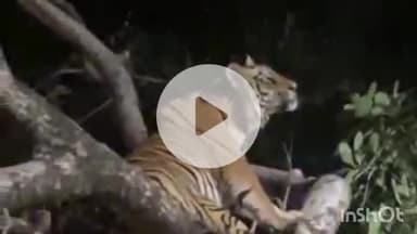 समुद्रपूर: खुर्सापार जंगलात जाऊन वाघ पाहण्याचा मोह जिवावर बीतू शकतो:खबरदारी द्या:वनपरिक्षेत्र अधिकारी निलेश गांवडे