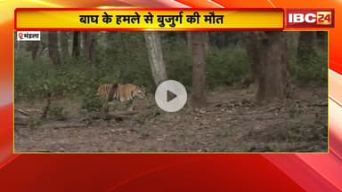 Mandla Tiger Attack: बाघ के हमले में बुजुर्ग की मौत। CG के ग्राम सिंघनपुरी का रहने वाला था मृतक