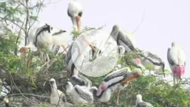 कानपुर: कानपुर से विदेशी परिंदों का रिश्ता बरकरार, लौटे रंग-बिरंगे मेहमान