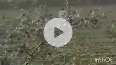 धौलपुर: शाहनपुर गांव में खेत में फसल को पानी देने के दौरान 2 पक्षों में विवाद, फायरिंग में युवक घायल