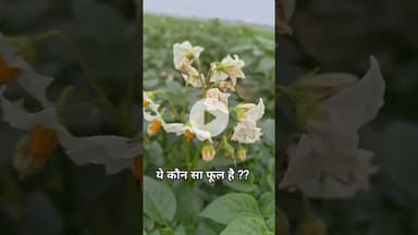 Which flower is this ?? किसी को पता है इस फूल का नाम और ये कहां मिलता है ??