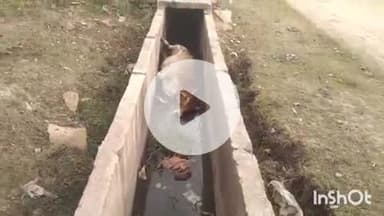 बारां: शहर की रिद्धिका कॉलोनी एन्क्लेव रोड़ पर खुले नाले में गिरी गाय, लोगों ने बड़ी मशक्कत के बाद निकाली बाहर