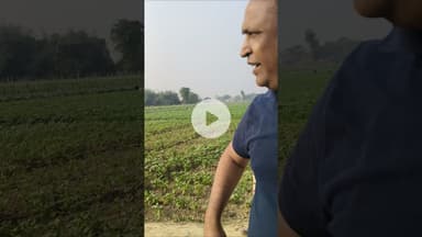 सारण के सोनपुर दियारा में बींस की खेती का खूबसूरत नजारा देखिए #shorts #beans #hasanjawed #sonepur