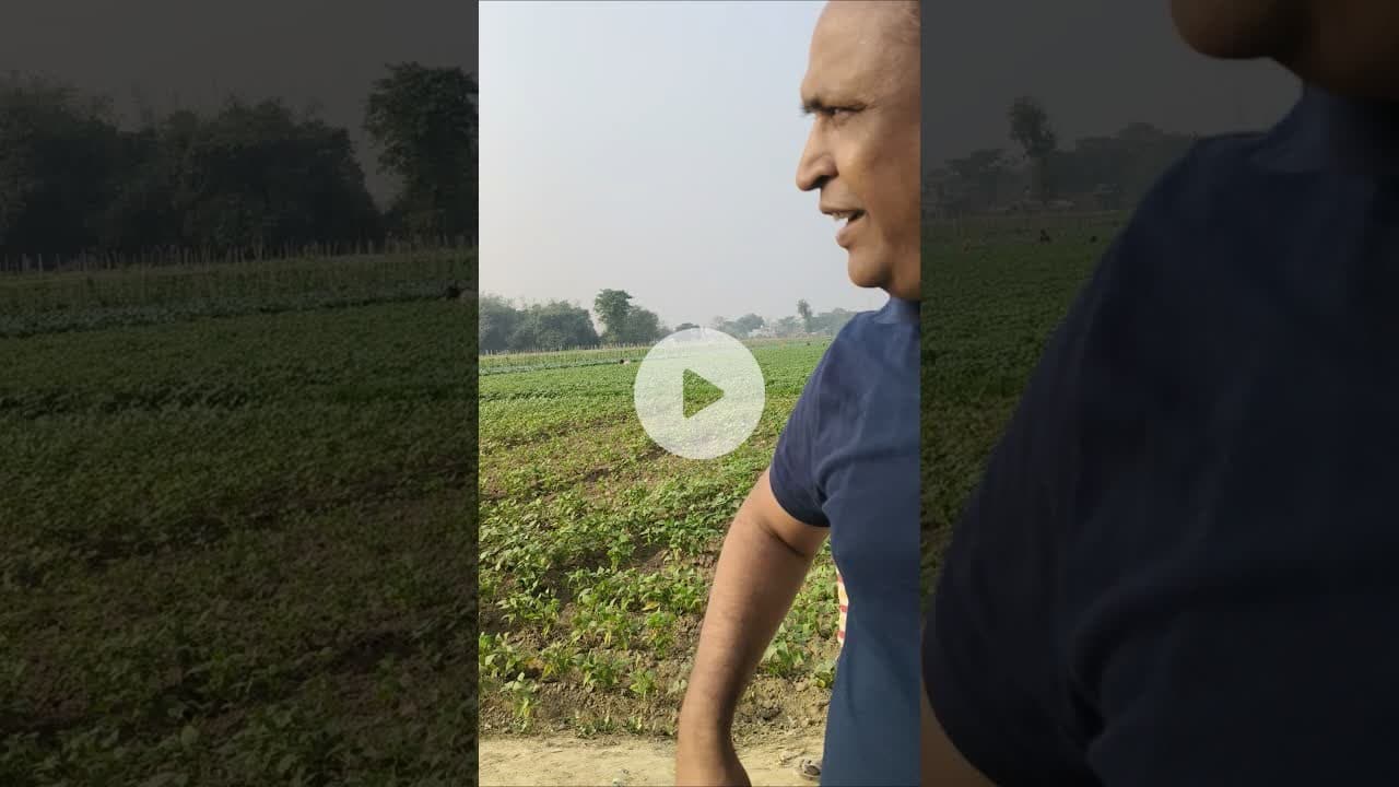 सारण के सोनपुर दियारा में बींस की खेती का खूबसूरत नजारा देखिए #shorts #beans #hasanjawed #sonepur