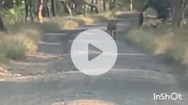 समुद्रपूर: खुर्सापार जंगलात वन्य प्राणी वाघ व मनुष्य हाणी रोखण्यासाठी वनविभाग ॲक्शन मोडवर:२४ तास गस्त सुरू