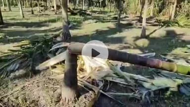 বিজনী ভাগ: নিশা ৩ নং চিকাঝোৰাত বন্যহস্তীৰ তাণ্ডৱ তামোল গছ ভাঙি কৰিলে তহিলং ৩ নং চিকাঝোৰাত
জনালে সংবাদ মাধ্যমক