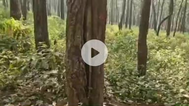 डिंडौरी: मध्य प्रदेश-छत्तीसगढ़ बॉर्डर के करंजिया के जंगलों में साल बोरर कीट बेशकीमती साल के पेड़ों को कर रहे धराशाई