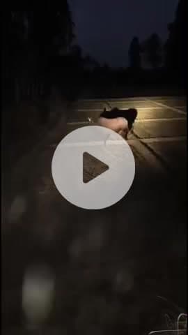 मुज़फ्फरनगर: आवारा पशुओं ने भैंस की ज़िंदगी छीनी, किसान बाल-बाल बचा, किसानों की फसल और पशुओं की सुरक्षा पर खतरा