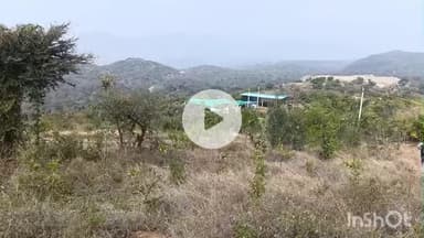 कुम्भलगढ़: पानी की कमी से झुलस रही 100 बीघा 'पन्नाधाय वनस्थली', राजसमंद में 35,000 पौधे लगाने वाले ट्रस्ट ने प्रशासन से मांगी मदद