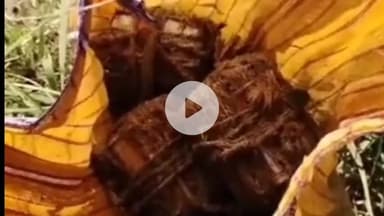 रक्सौल: रक्सौल थाना क्षेत्र के नोनियाडीह के महदेवा गांव में पोखर के किनारे झोले में 6 सुतली बम बरामद, हड़कंप मचा