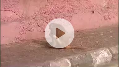 लाडपुरा: वन विभाग ने आमजन से की अपील, बंदरों को न दें खाने की चीजें, चलाया पोस्टर अभियान