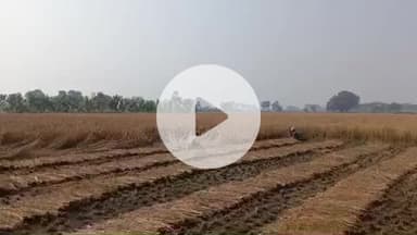 सरमेरा: सरमेरा में मजदूरों की कमी से धान की फसल की कटाई हो रही है प्रभावित