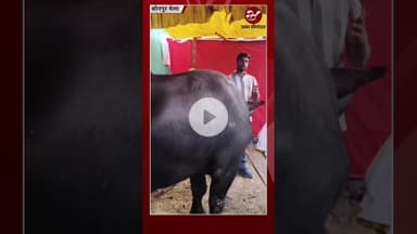 1 करोड़ में बिकने वाला बुल्स बना सोनपुर मेला का आकर्षण #shorts #bulls #sonepurmela #blackbull