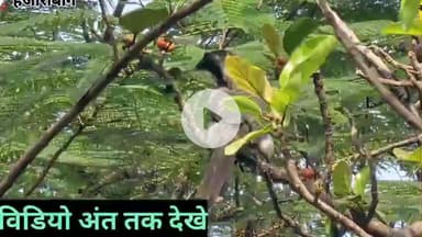 हज़ारीबाग: हजारीबाग में दिखा दुर्लभ धनेश, इसका दिखना माना जाता है शुभ