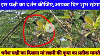 अपना दिन अच्छा करे इसे देख कर ,धनेश पक्षी का दिखना शुभ माना जाता है,लक्ष्मी की कृपा का प्रतीक मानते