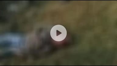 नबीनगर: झरहा मोड़ के पास अज्ञात वाहन की चपेट में आने से एक व्यक्ति की मौत