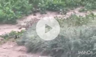 बारां: रामगढ़ क्रेटर में कूनो के चीते KP2 का मूवमेंट, वन विभाग की टीम रख रही है हर गतिविधि पर नजर, किसानों में फैली दशहत