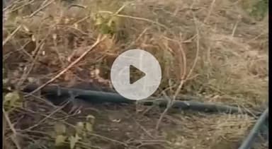 लखनादौन: लखनादौन सिंचाई विभाग की बड़ी कार्रवाई, अवैध सिंचाई कर रहे किसानों के मोटर पंप ज़ब्त, किसानों में रोष