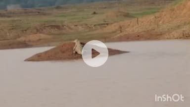 जमुई: कुकुर झप डैम में दिखा 40 साल पुराना मगरमच्छ, स्थानीय लोगों में दहशत, देखने को उमड़ी भीड़, वीडियो वायरल