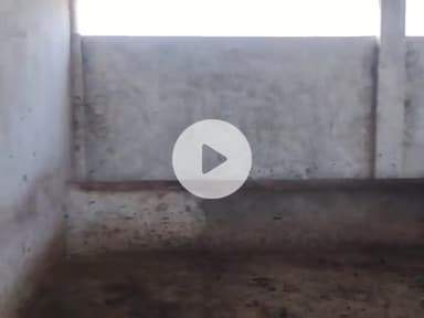 padli thakur ki goshala me gay  Bina chare ke rokete h or kishan ki gheu ki fasal nast karti h