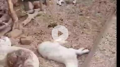 चिड़ावा: डुलानिया गांव में अज्ञात जंगली जानवर का आतंक, पशुपालक की 60 भेड़ें हुईं मौत के घाट